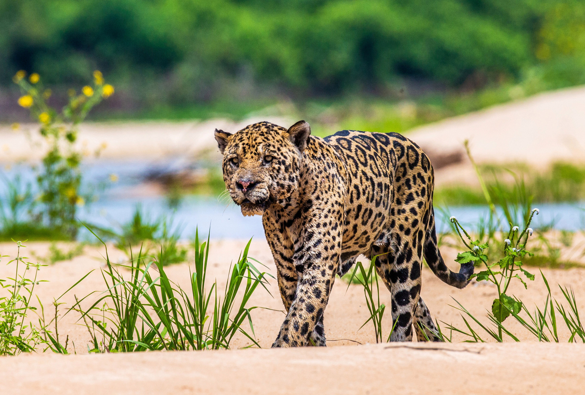 美洲虎vs鳄鱼(亚马逊实拍美洲虎"干掉"凯门鳄,花了大力气才拉上岸)
