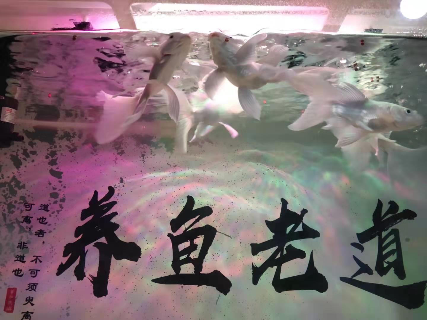 蝴蝶鲤鱼(yu)养殖方法（蝴蝶鲤趴缸底的最佳治疗）-大连信息网