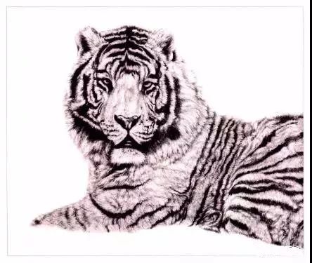 老虎很难画？分步骤教你画老虎，从细节教你，简单易学，快来学习