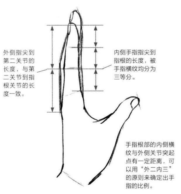 基础漫画入门-手部画法的解剖