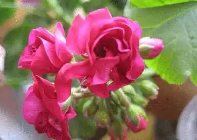 各种花的寓意及花语（100种花的花语大全）