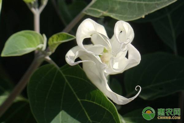 月光花是什么颜色（月光花为何在晚上才会开花）