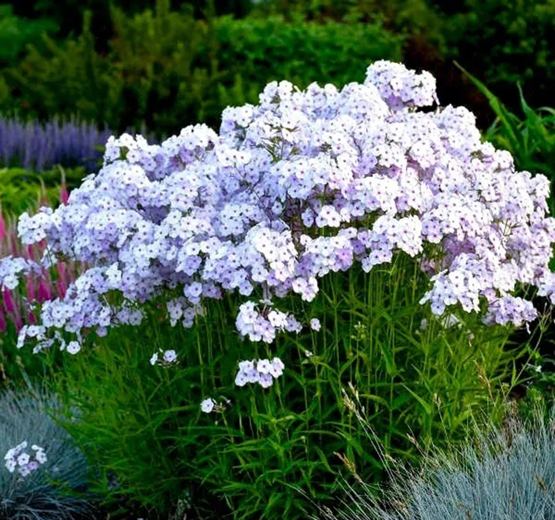 宿根福禄考花期什么时候（夏季里最佳的观花植物）