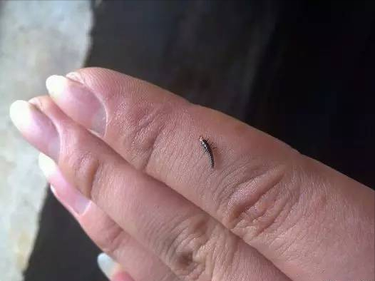 家里有隐翅虫如何全部根除(家里有白色的小虫子怎么消灭)_华昕手游网
