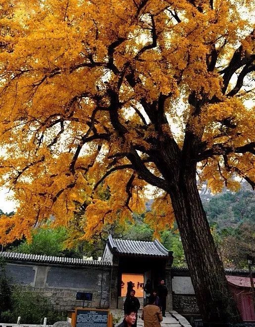 北京深秋去赏古银杏，就去这十大最佳观赏地