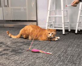 猫咪为啥总是喵喵叫讨食？明明碗里还有粮