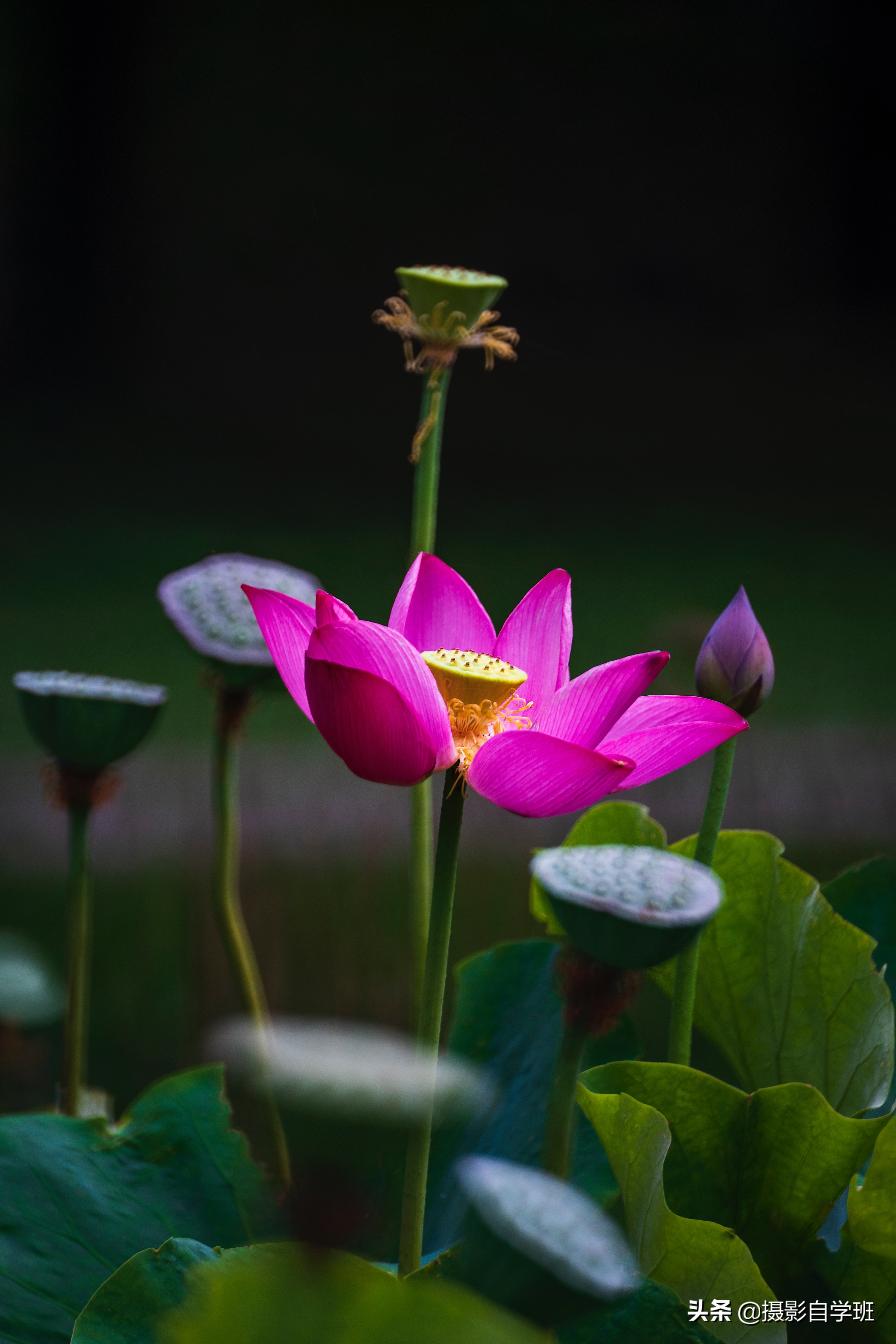 用9组正反对比,20张荷花照片,告诉你拍荷花如何避坑,会更好看