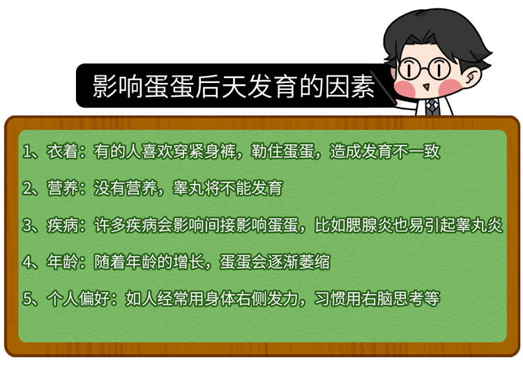 调查发现：80%男性的两侧睾丸高低、大小都不同，原因为何？