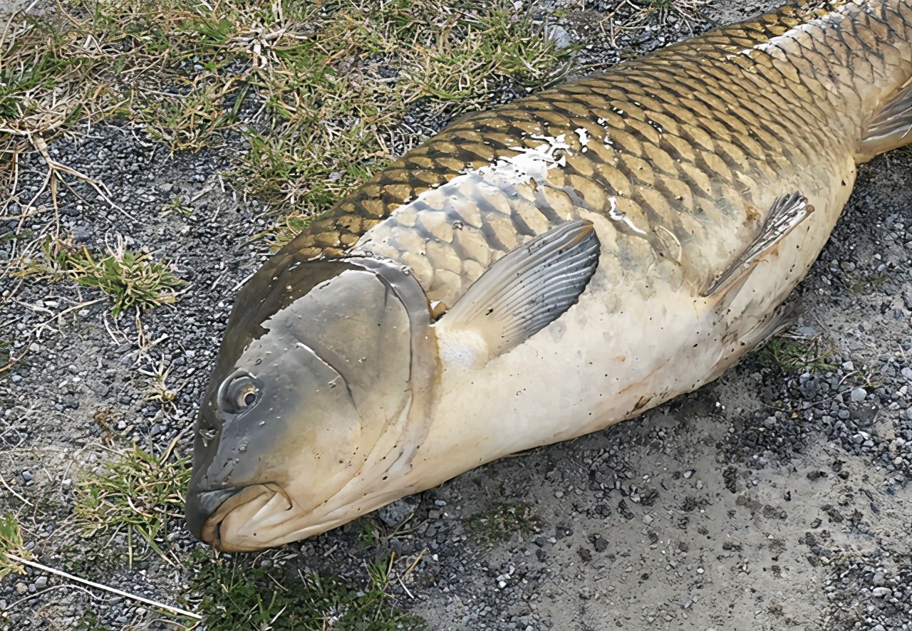 鳙鱼图片(三峡水库蓄水18年)