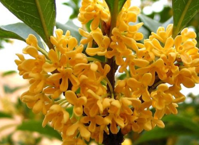 桂花树烂根怎么办？