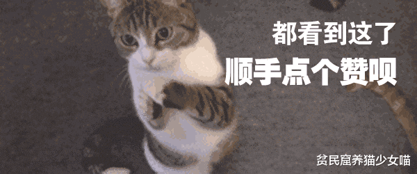 辟谣：所有猫都怕水？不是哦，养这些猫，你可能需要游泳池