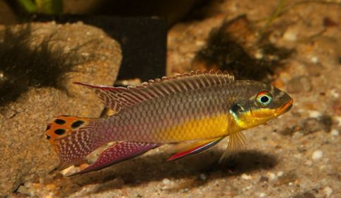 独角仙鹦鹉马面鲷雪鲷红尾皇冠招财鱼(长丝鲈)黄金七彩五星上将帝王