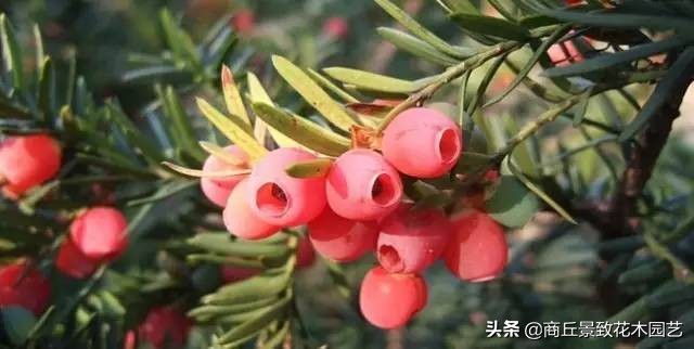 常绿乔木有哪些（70多种常用常绿乔木图例宝典）