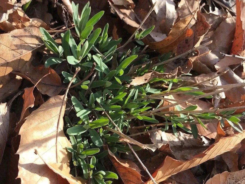 野菜的种类都有哪些（66种野菜辨别图快去尝尝）