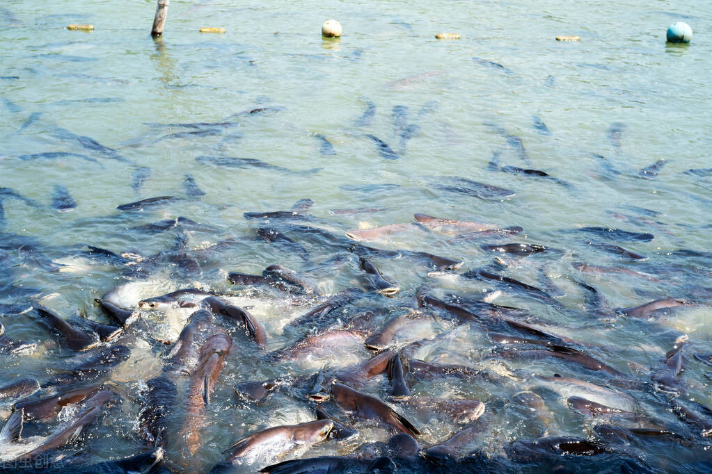龙利鱼的“骗局”：湄公河鲶鱼倾销中国，巴沙鱼成“冒牌货”？
