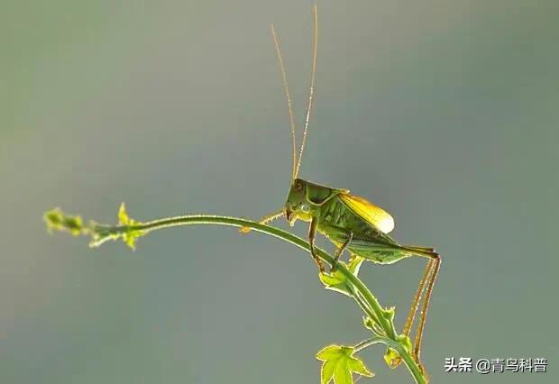 蝈蝈和蟋蟀是一样的吗（蛐蛐和蝈蝈的区别图片）-第7张图片-巴山号