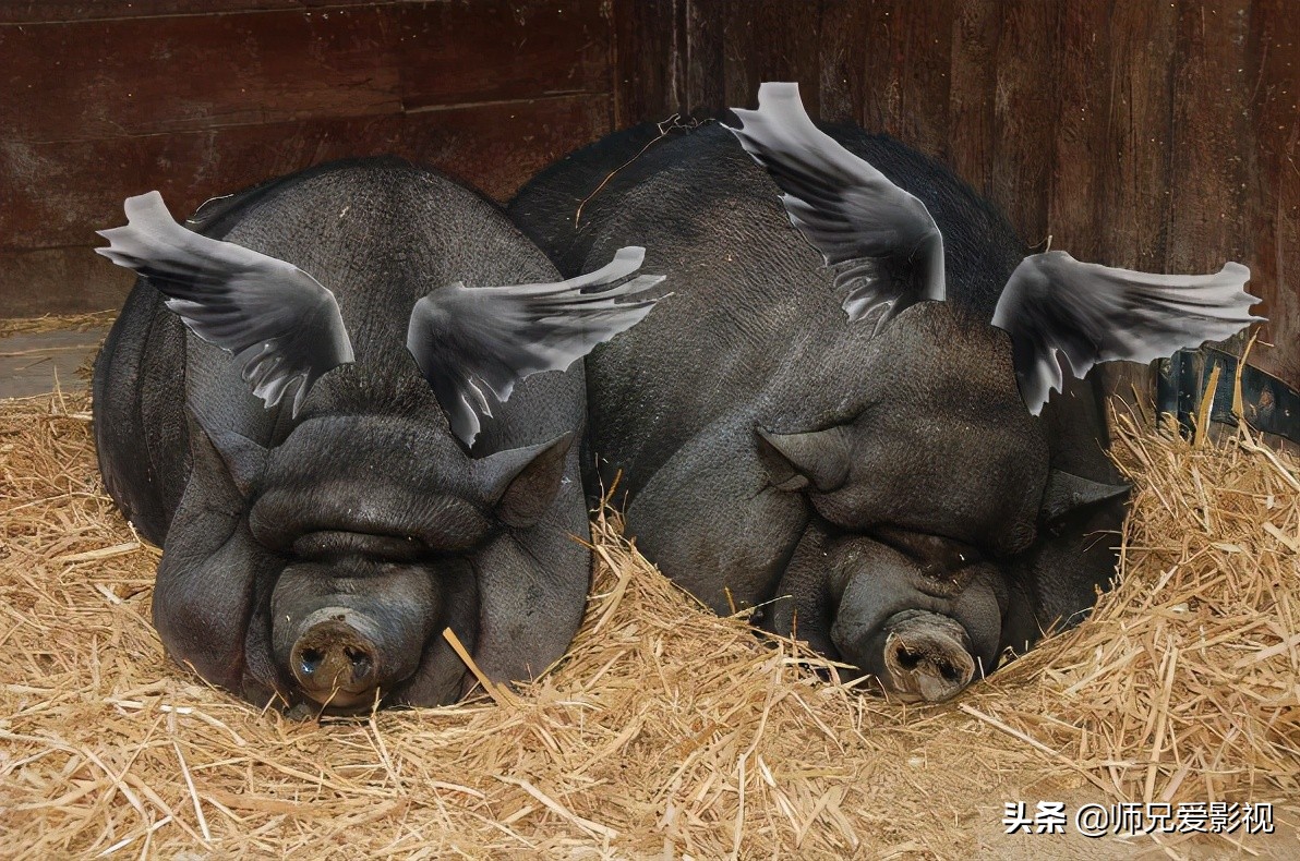 您知道与猪有关的电影有多少吗？
