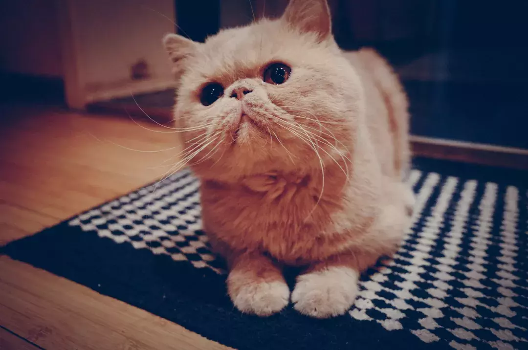 明星加菲猫,喜欢它的人很多,知道它真实"姓名"的人却很少