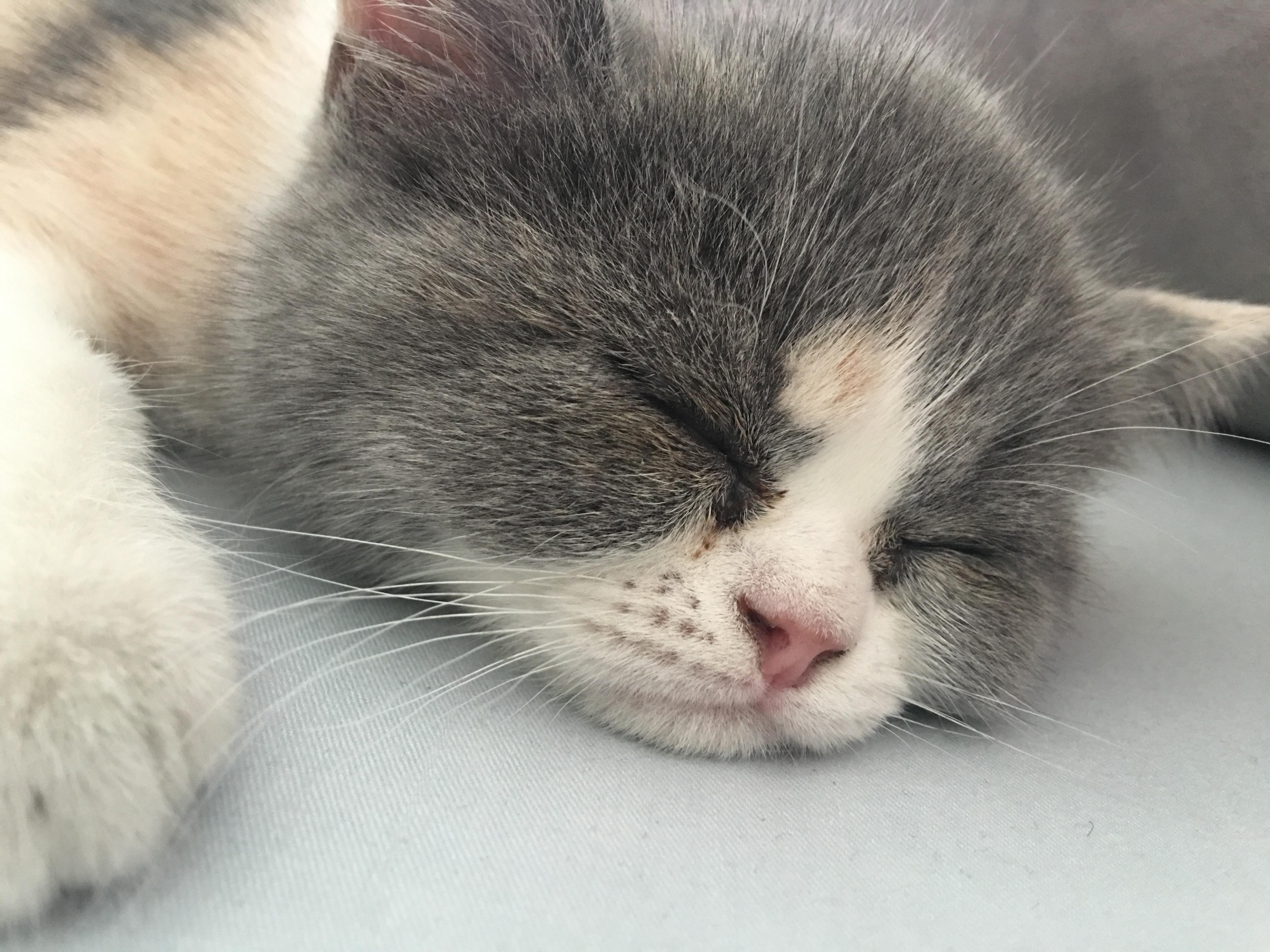 如何应对猫咪泪痕？宠物美容师：2样小物可治疗，4个方法可预防