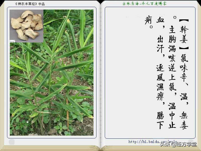 《神农本草经》全册图文解析 建议收藏