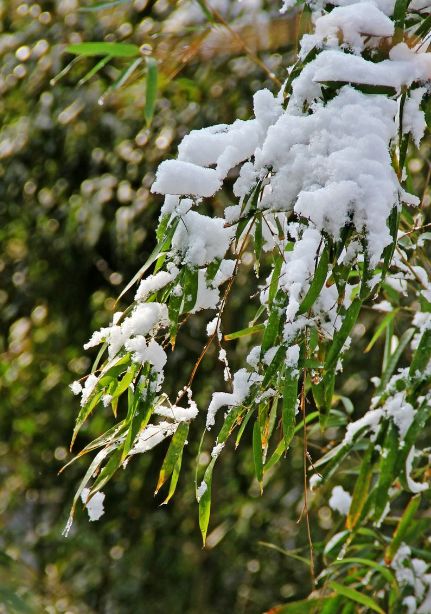 雪压竹的诗句赞美竹子不怕雪的诗句