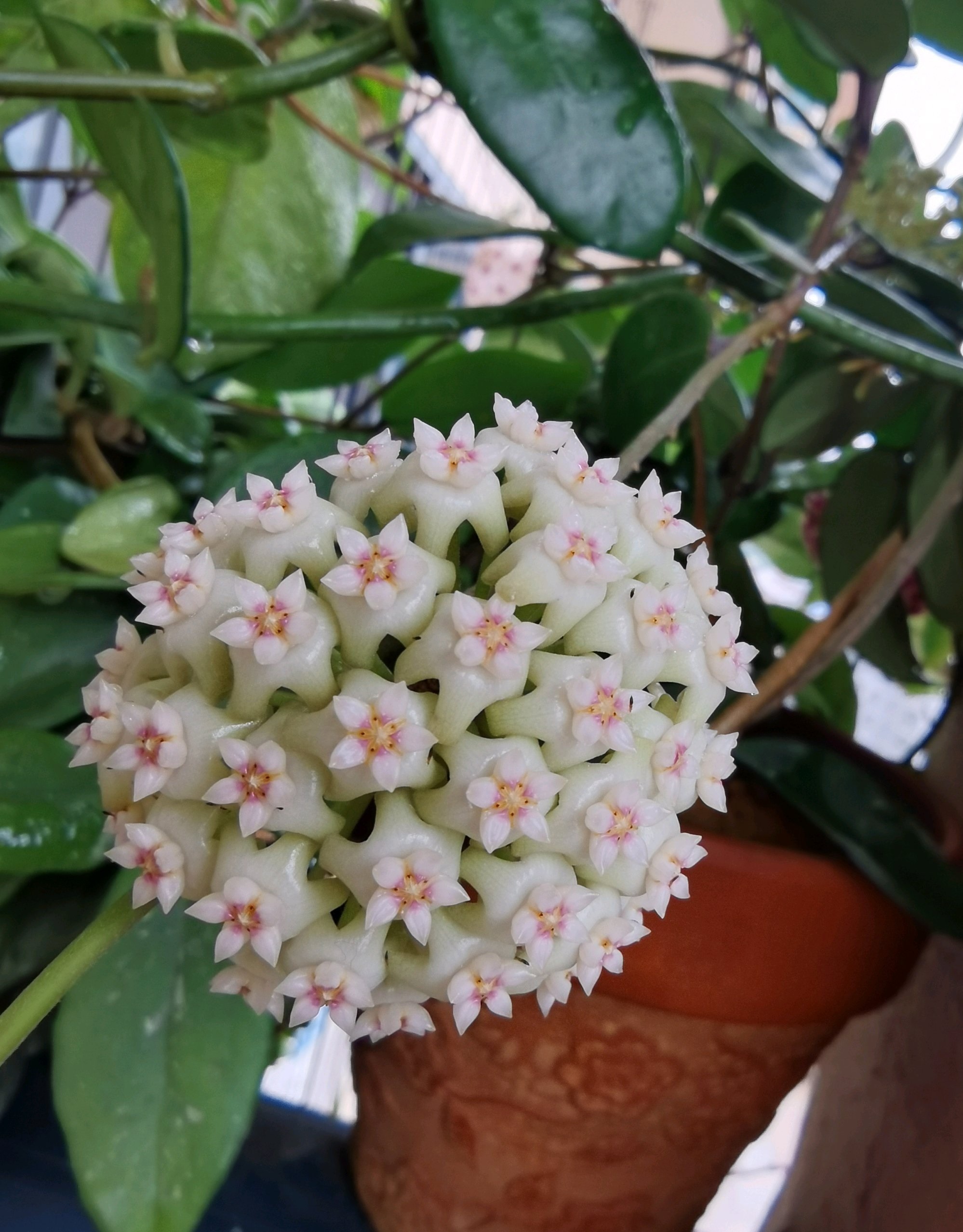 羊脂玉球兰花怎么养比较好「记得收藏」 -骁龙网