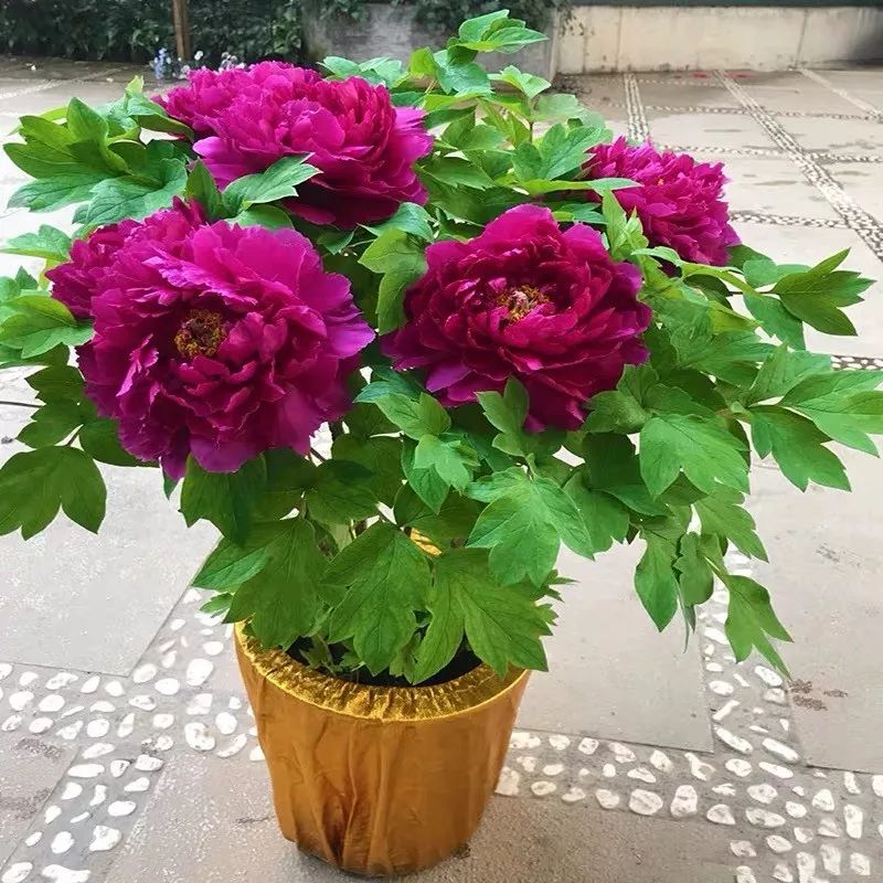 领走你的专属"生肖花"