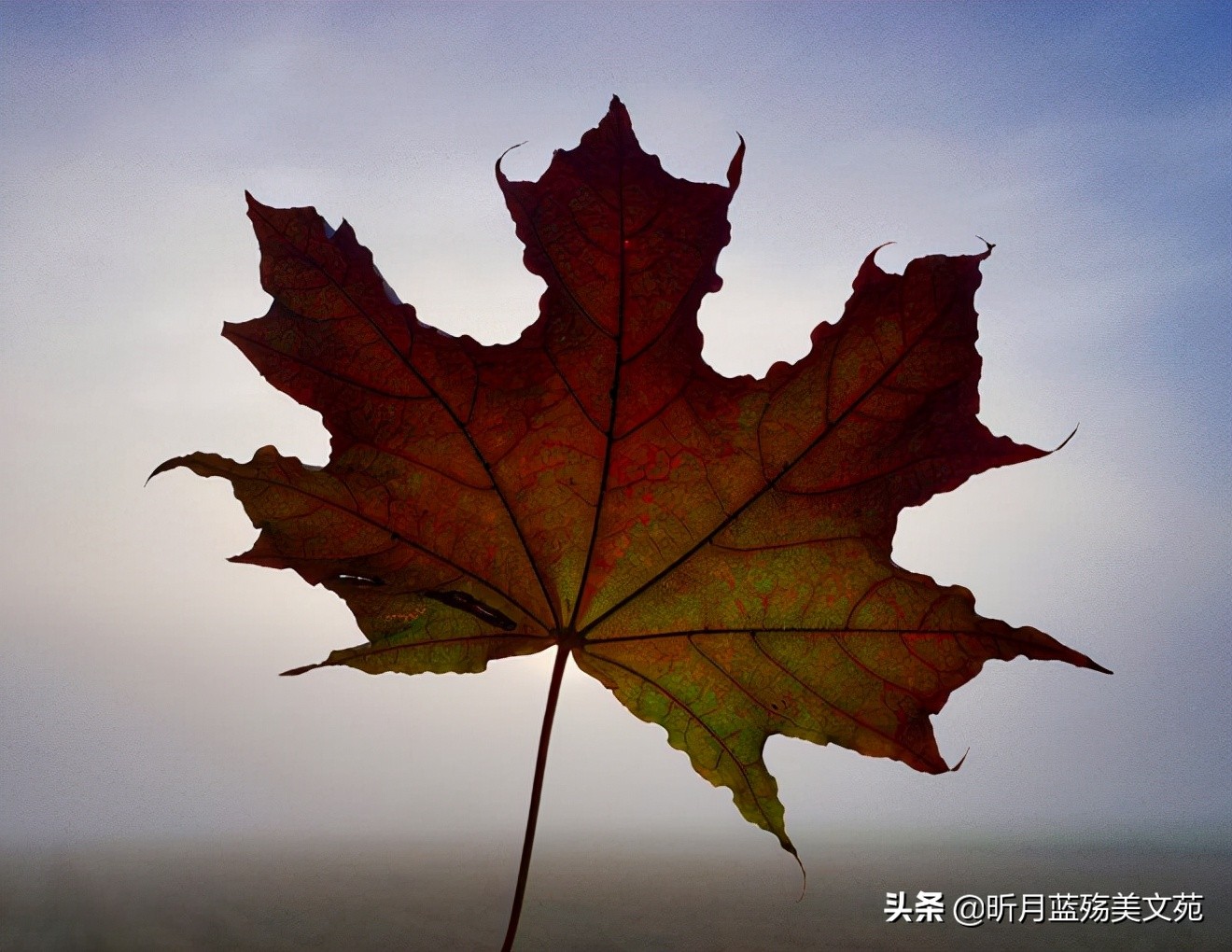 想你，难以入眠；爱你，一生不变