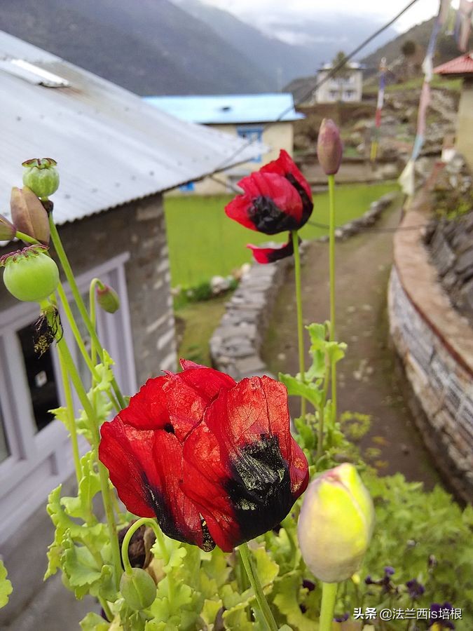 阿片类药物，吗啡、海洛因、奥施康定简史