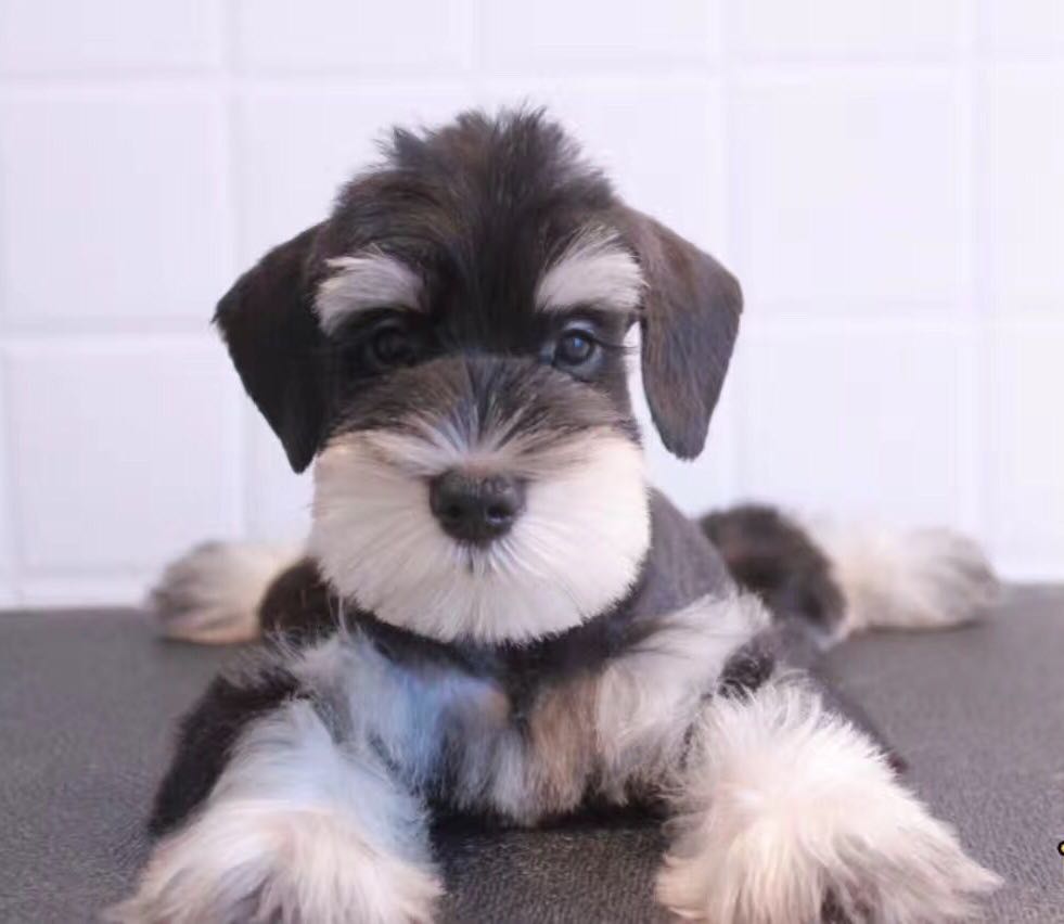 世界犬种智商排名榜前 30 名的聪明狗狗