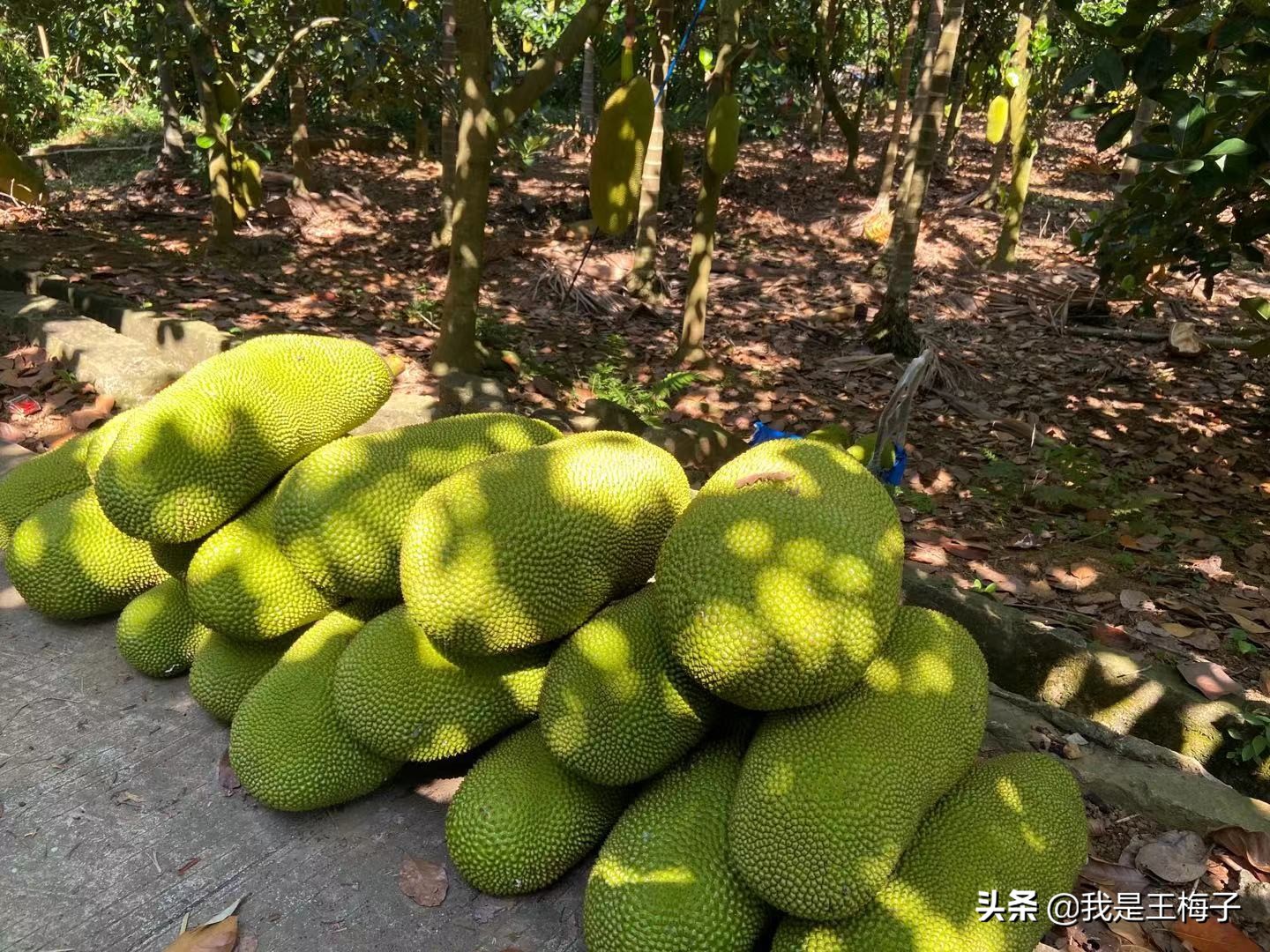 菠萝蜜你会吃吗？现在正当季，整个拿回家，放一个月都不坏