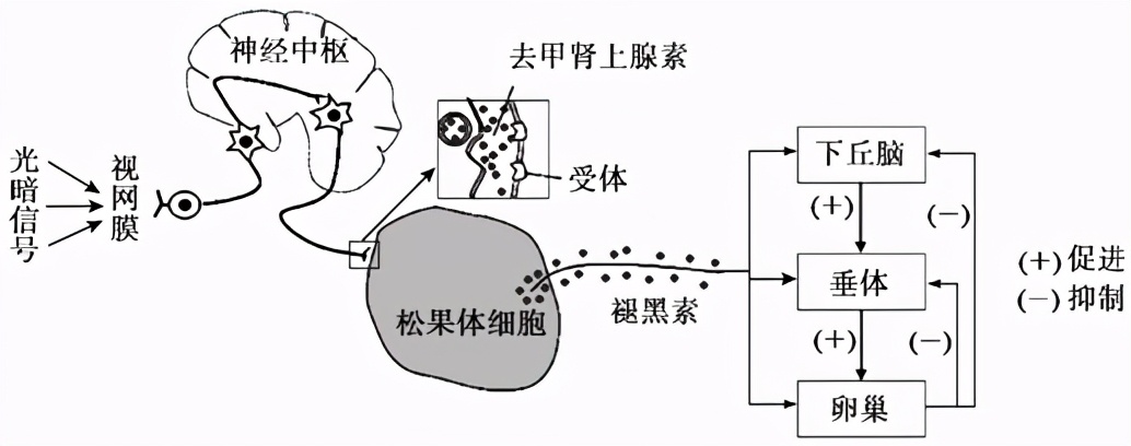 宝宝晚上睡觉是否可以开夜灯？你纠结的点可能是错的