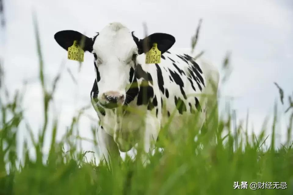 飞鹤如何不断创造国产奶粉的新里程碑?