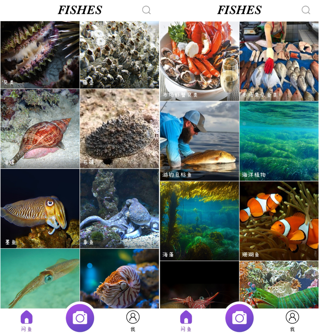 图片识别软件(一波拍照就能识物的小工具) - 赤虎壹号