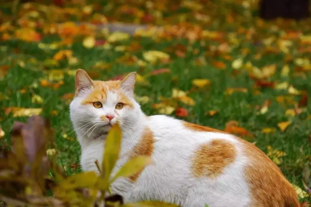 北京这个学校很“火”！坐拥3大花园、果园、动物园，集美貌与知识于一体！
