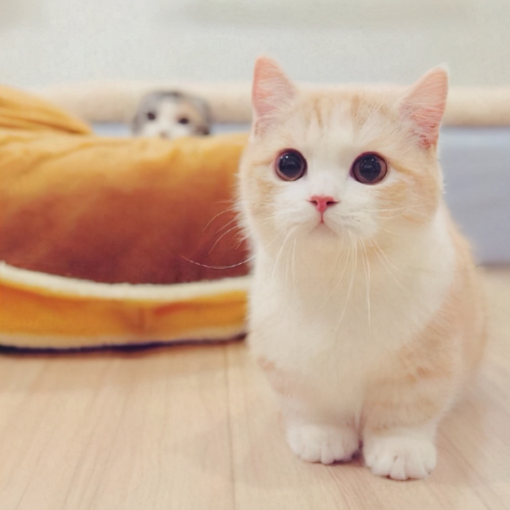 霸气又蠢萌的宠物猫名字十分不错-可爱点