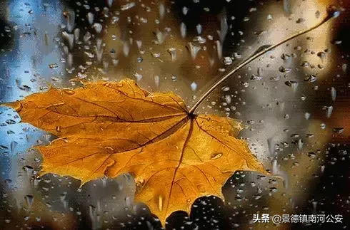 诗词 | 秋雨，就是秋天最优雅的诗词