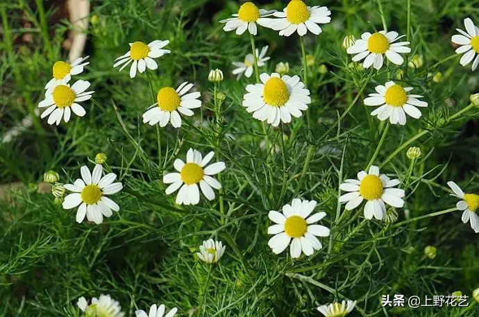 洋甘菊花适合送给什么人（洋甘菊花语把心底的阳光拿出来）