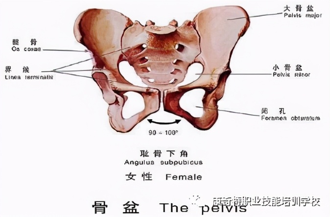 骨盆后旋对身体的伤害你知道吗?