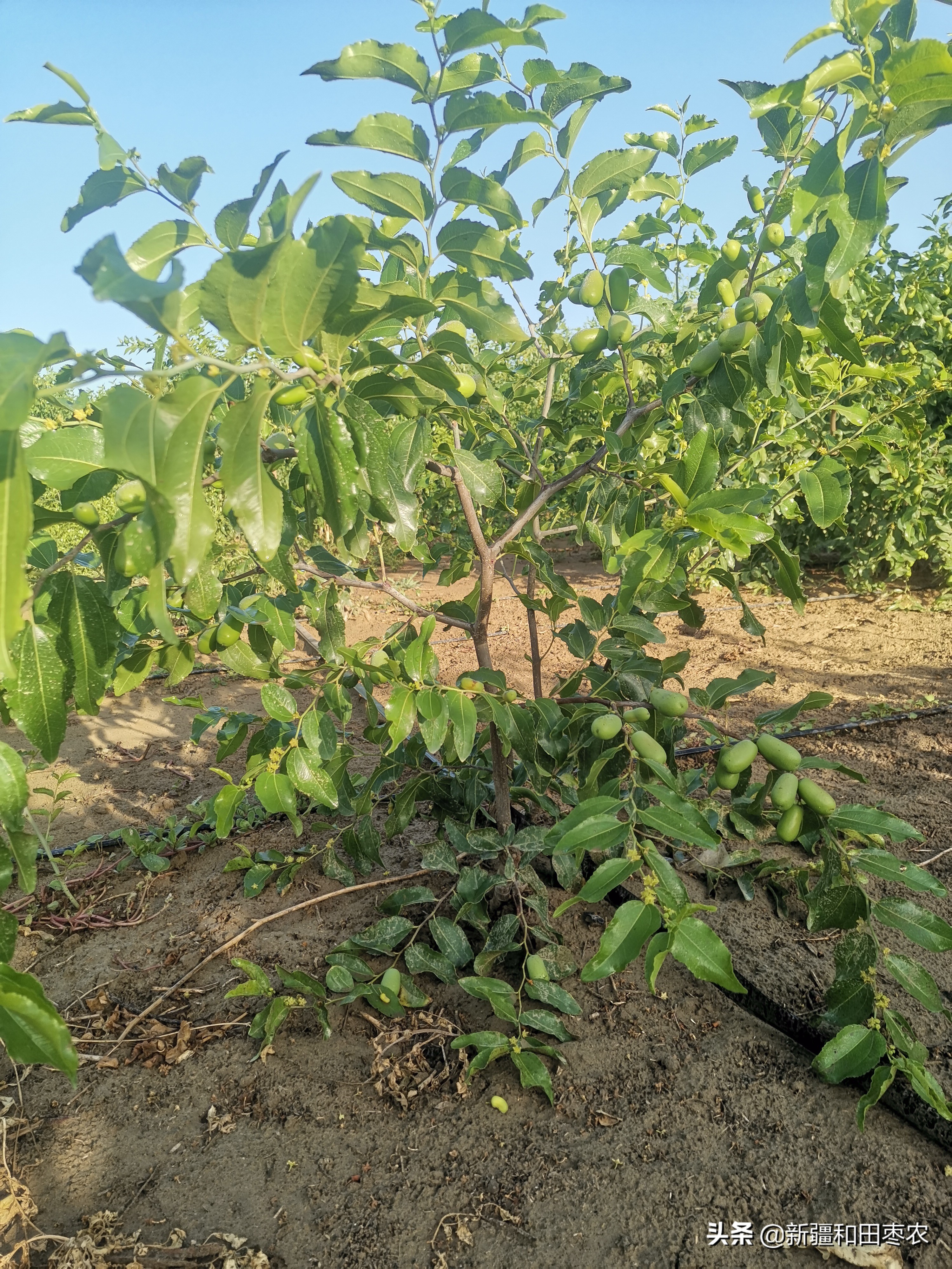 枣树苗几月份种植最好（枣树什么时候种植合适）-第2张图片-昕阳网