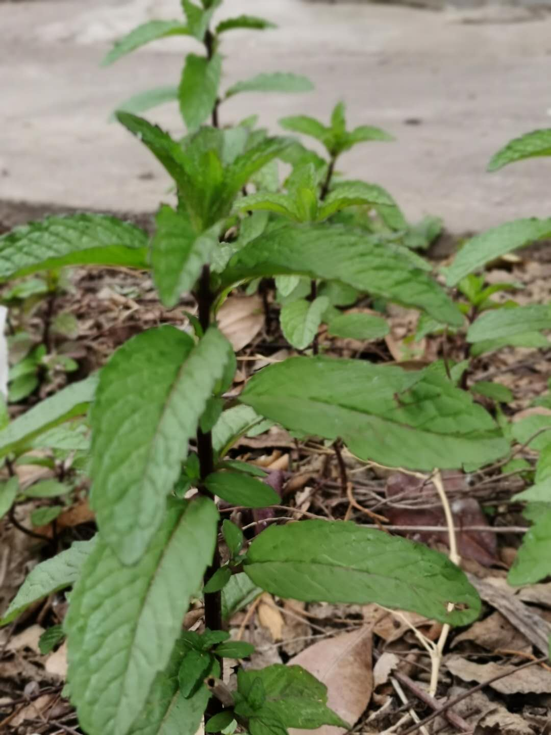 鱼香菜的功效与作用(五一节) - 行就行