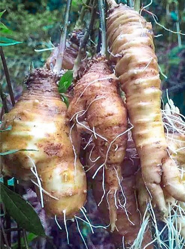 野山萝卜的功效与作用-我的快乐小窝