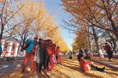 仅在每周六、周日开放！辽大最美银杏如何文明观赏快看这里……