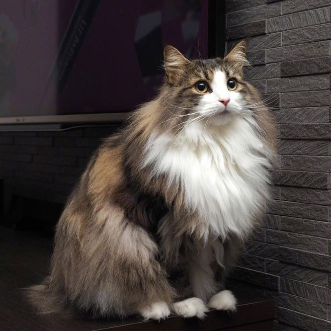 土耳其安哥拉猫(暹罗猫价格多少钱一只)-万川快讯