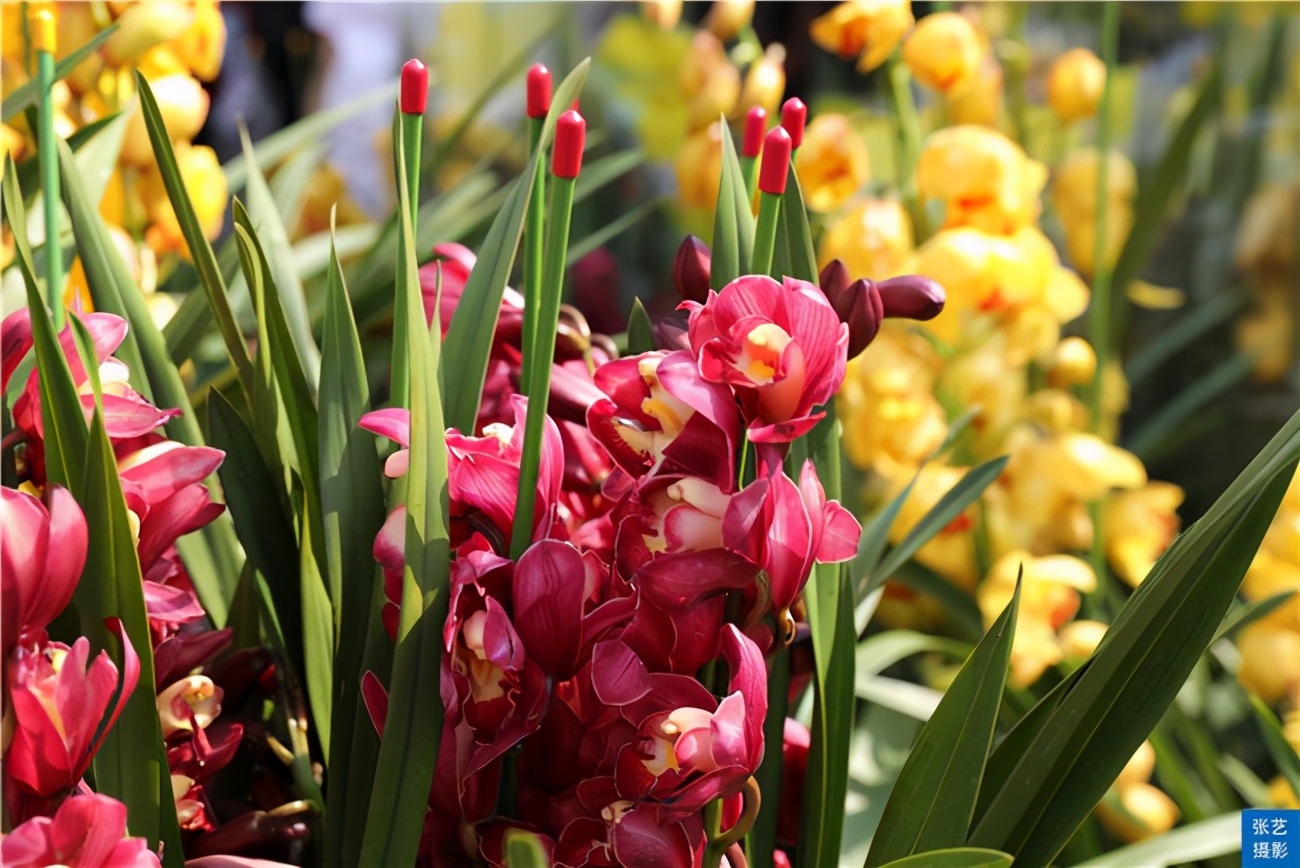 广州花卉批发市场(春节到,逛广州最大的岭南花卉市场,买盆年花就过年)