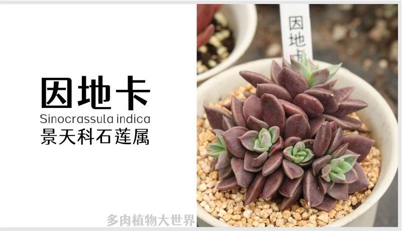 「因地卡」景天科石莲属多肉植物,紫褐色小型种,易群生