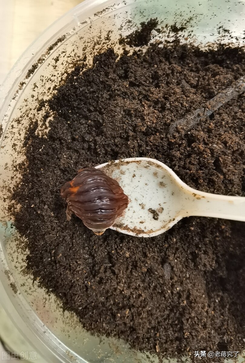 南方的独角仙怎么养详细介绍专业回答