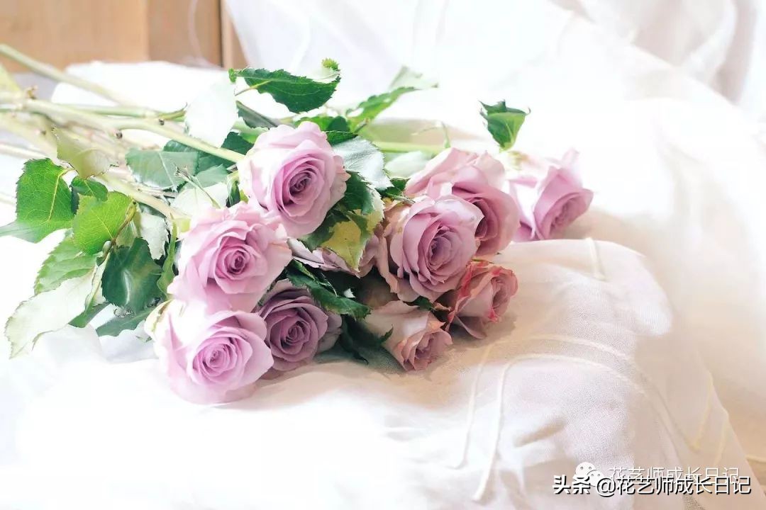 冷美人紫玫瑰的花语_达一风水网