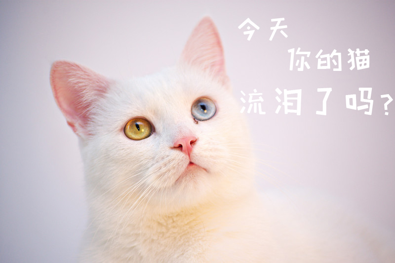 如何应对猫咪泪痕？宠物美容师：2样小物可治疗，4个方法可预防