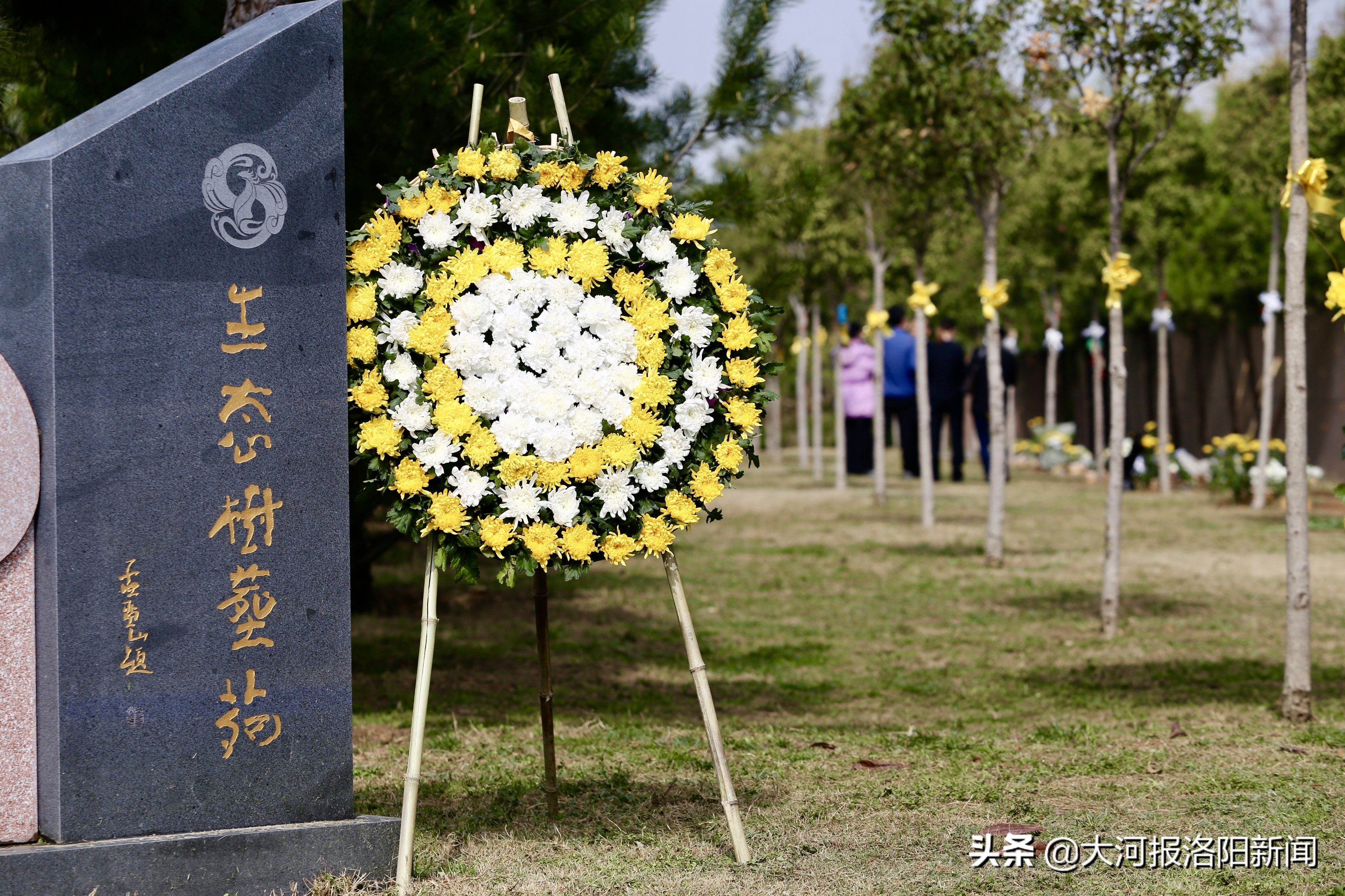 不立碑、不烧纸！洛阳16位逝者集体树葬，生态安葬正在被更多人接受